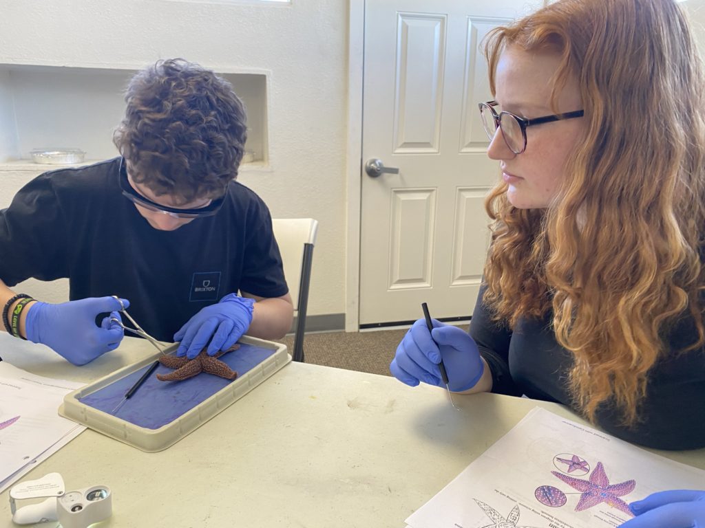 students dissecting a starfish